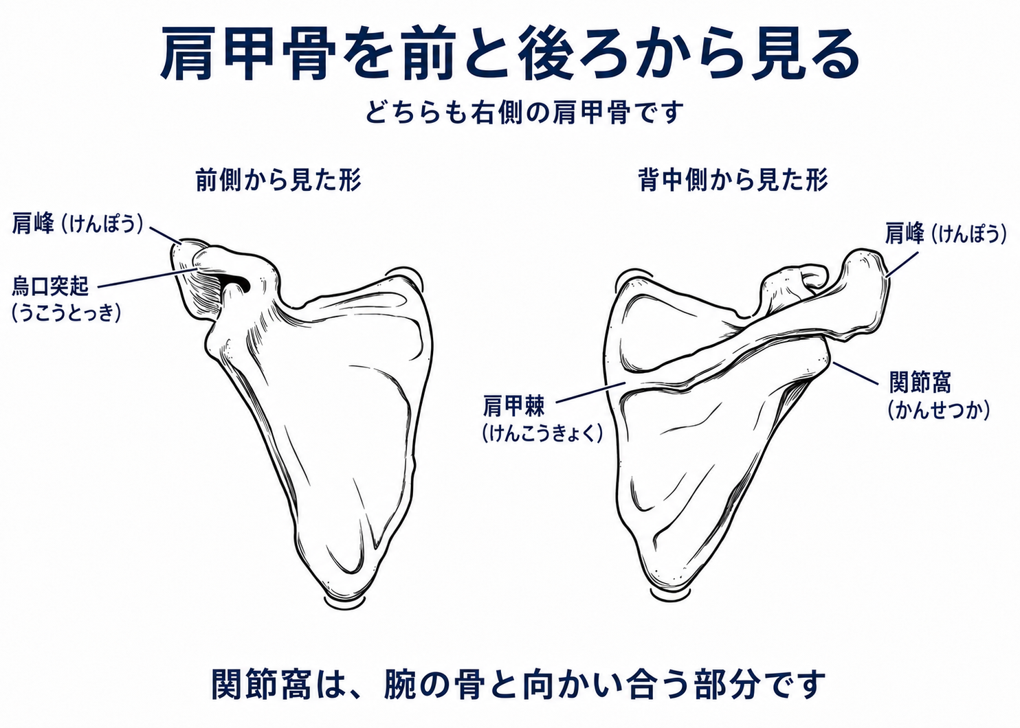 右肩甲骨を前側と背中側から見た日本語の解剖図。肩峰、烏口突起、関節窩、肩甲棘を読み仮名付きで表示。